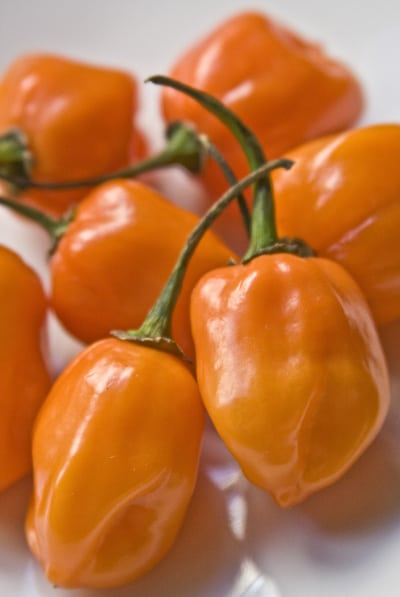 chile habanero