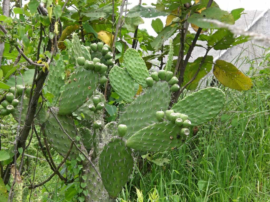 wild tunas and nopales