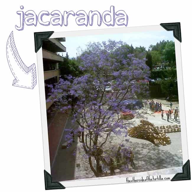A jacaranda tree in Mexico City