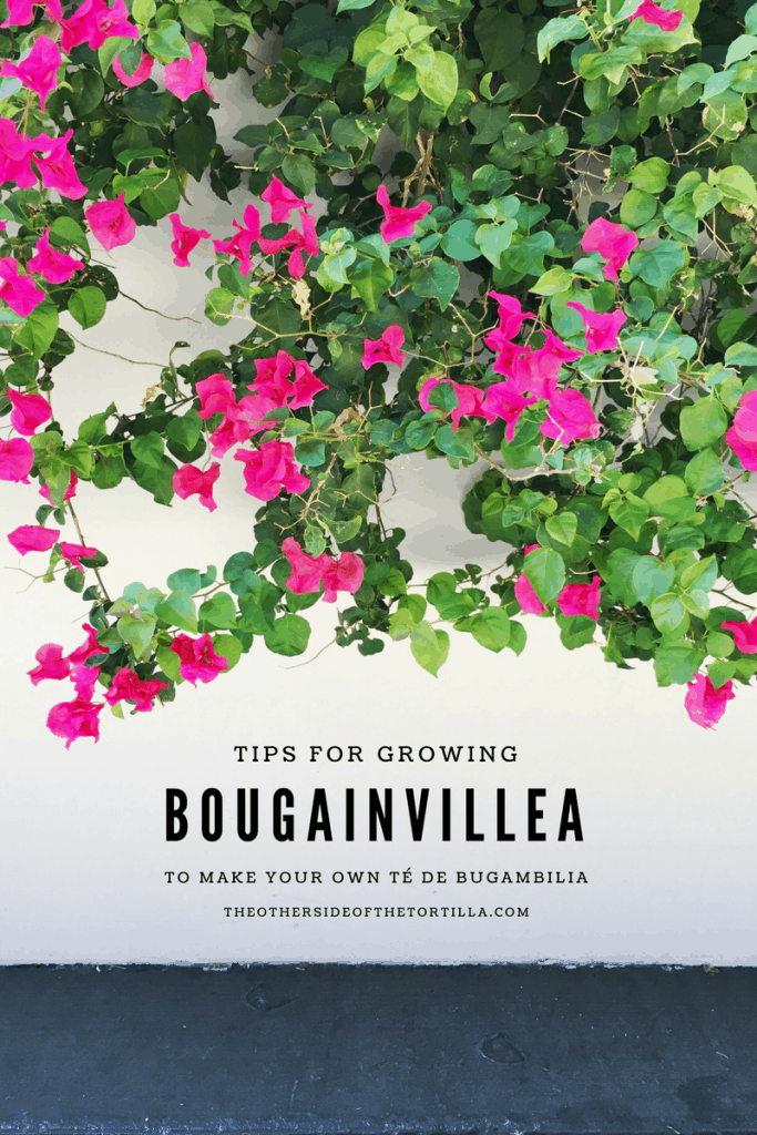 Tips for growing bougainvillea flowers both indoors and outdoors in the United States, and how to use them to make tea, via theothersideofthetortilla.com